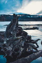 The roots of a dead tree near the water at sunset in the evening