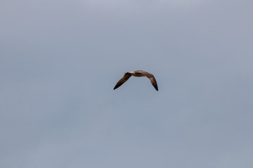 seagull near the sea in spain