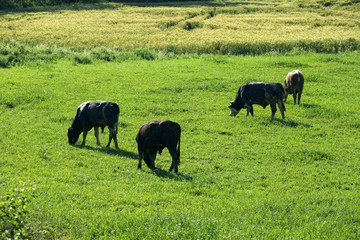 Cow herd eating grass on countryside landscape in sunny day