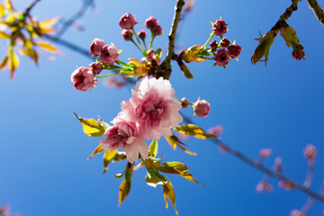 cherry blossom in spring