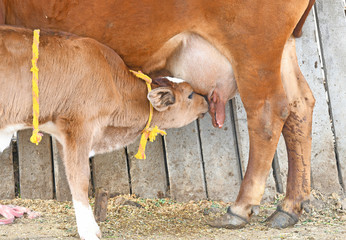 Rare Picture - A red cow feeding milk to newborn calf at a cowshed in Beawar, Rajasthan, India.