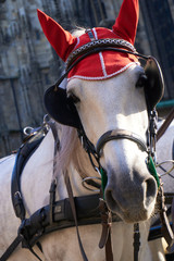Horse-drawn carriage or Fiaker with a white horse and red hat in Vienna streets