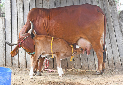 Rare Picture - A red cow feeding milk to newborn calf and drinking urine of calf at a cowshed in Beawar, Rajasthan.