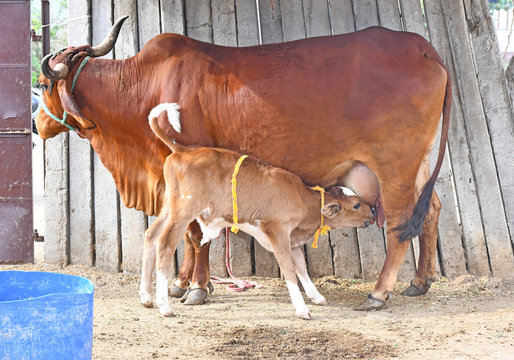 Rare Picture - A red cow feeding milk to newborn calf at a cowshed in Beawar, Rajasthan, India.