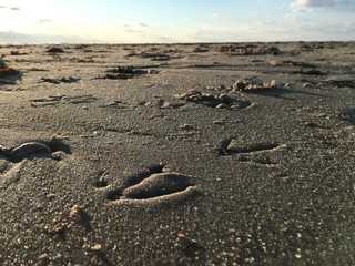 footsteps in the sand