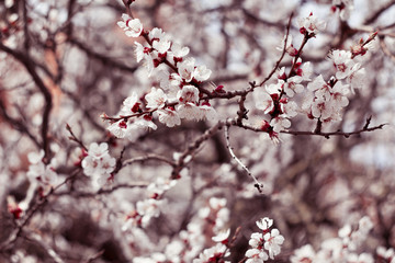 Apricot tree blossom