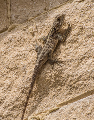 Lizard  Agama stelio cypriaca