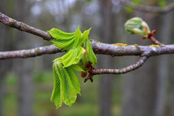 Close up buds and young spring leaves of a chestnut tree (Aesculus hippocastanum).