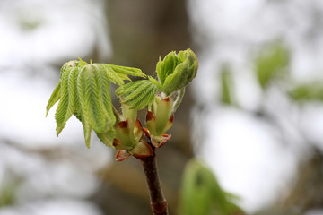 Close up buds and young spring leaves of a chestnut tree (Aesculus hippocastanum).