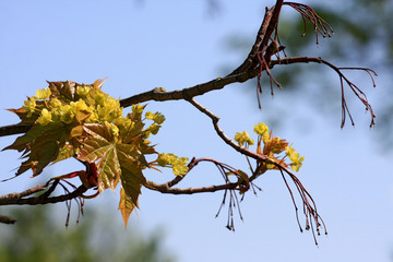 Close up buds and young spring leaves of a maple tree (Acer platanoides L.)