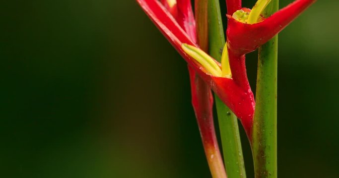 Brazilian Rubi Hummingbird With Heliconia Flower Flying Away