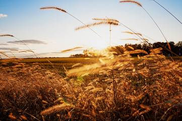 Obraz premium Golden Grain