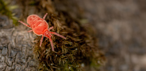 Red velvet mite or tick, on a green moss on a rock