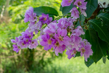 Pink Queen's flowers on the tree