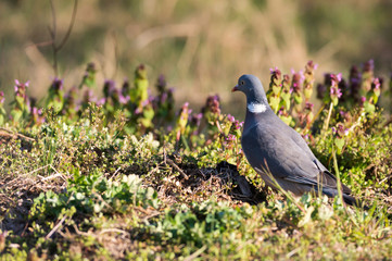 Obraz premium Ringeltaube am Boden auf Nahrungssuche