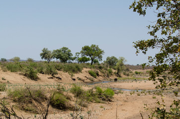 Parc national Kruger, Afrique du Sud