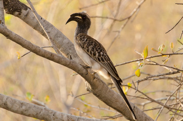 Calao à bec noir,.Lophoceros nasutus, African Grey Hornbill