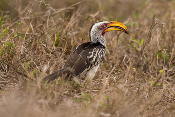 Calao leucomèle,.Tockus leucomelas, Southern Yellow billed Hornbill, Afrique du Sud