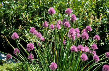 Ciboulette, Allium schoenoprasum
