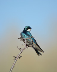 Male American Tree Swallow