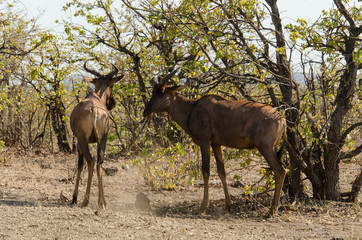 Damalisque, Topi, Sassabi, Damaliscus korrigum, Afrique du Sud