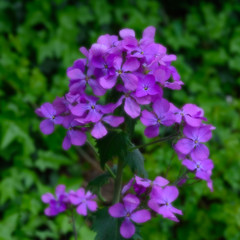 Obraz premium Dame's Rocket - an Invasive Beauty