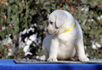 the labrador puppy on a blue background