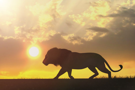 African landscape at sunset with silhouette of a big 

adult lion, 3d render
