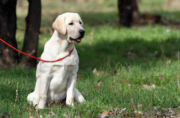 a sweet yellow labrador in the park