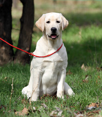 the sweet yellow labrador in the park