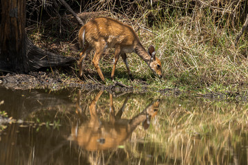 Guib harnaché, Tragelaphus scriptus, femelle, Parc national Kruger, Afrique du Sud
