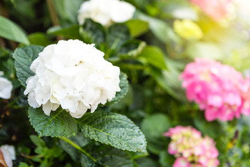 Beautiful white Hydrangea flower over blurred colorful flower garden background, spring season, nature background