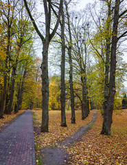 Obraz premium footpath through the alley of large trees, autumn day in the park, yellow leaves