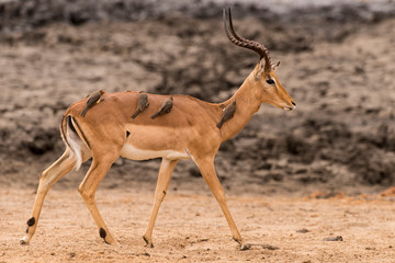 Piqueboeuf à bec rouge, Red billed Oxpecker, Buphagus erythrorhynchus, Impala, male, Aepyceros melampus