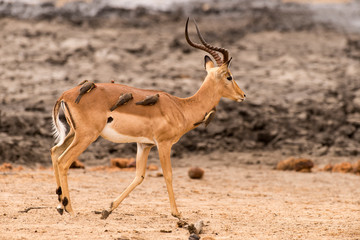 Piqueboeuf à bec rouge, Red billed Oxpecker, Buphagus erythrorhynchus, Impala, male, Aepyceros melampus