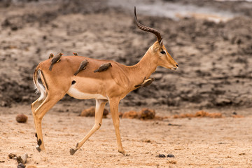 Piqueboeuf à bec rouge, Red billed Oxpecker, Buphagus erythrorhynchus, Impala, male, Aepyceros melampus