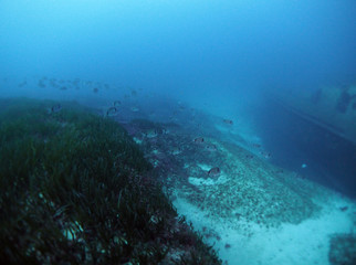 Scuba DIving Malta and Gozo