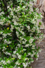 Jasmin, Jasminum officinale