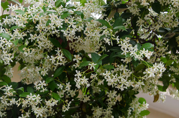 Jasmin, Jasminum officinale