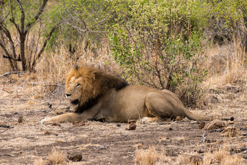 Lion, Panthera leo, Parc national du Kruger, Afrique du Sud
