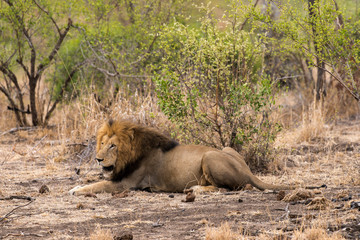 Lion, Panthera leo, Parc national du Kruger, Afrique du Sud