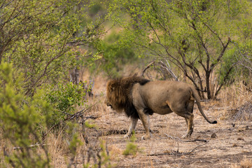 Lion, Panthera leo, Parc national du Kruger, Afrique du Sud
