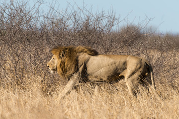 Lion, Panthera leo, Parc national du Kruger, Afrique du Sud