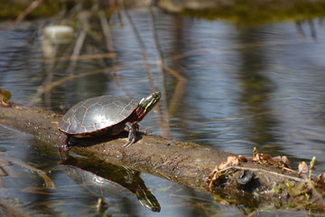 Painted Turtle on log
