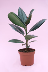 Ficus is a houseplant in a brown pot on a pink background. Isolated