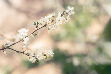 Branch of a blossoming tree on a garden background.