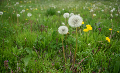 Fototapeta premium Green field with yellow dandelions. Closeup of yellow spring flowers on the ground