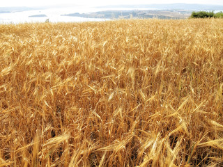close up agricultural background image from shiny wheat field under sunlight