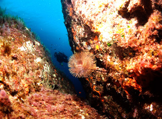 Scuba DIving Malta and Gozo