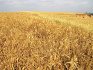 close up agricultural background image from shiny wheat field under sunlight